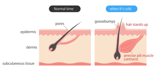 立毛筋の働き_Function of the arrector pili muscle