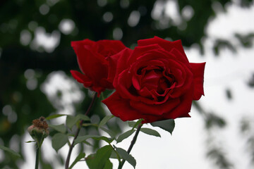 Rose, rote Rosen, Rosenblüte, Blüten, Blumen