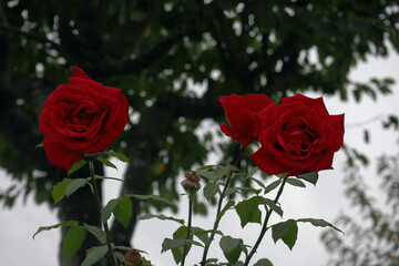 Rose, rote Rosen, Rosenblüte, Blüten, Blumen