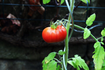 Tomate, Frucht, Gemüse, Tomatenpflanze, rot