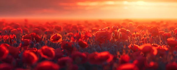 Fotobehang Beautiful field of red poppies in sunset light © May