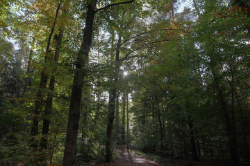 Wald, Bäume, Laubwald, Mystik, Natur, Bayern, Eichen, Buchen