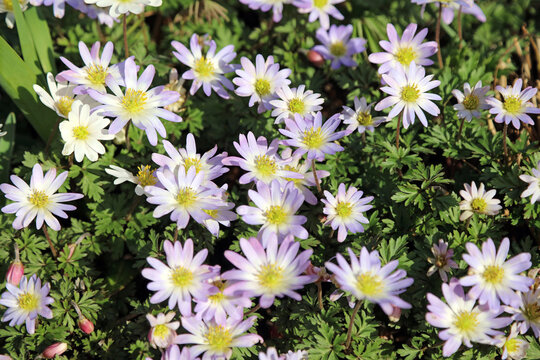 Macro image of purple and white Grecian Windflower flowers, Derbyshire England
