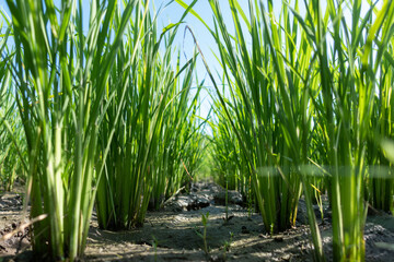 Fototapeta premium Close-up of young rice plants flourish in arid soil