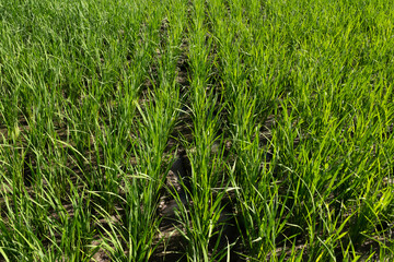 Young rice plants thrive abundantly in the midst of the countryside's rice fields.