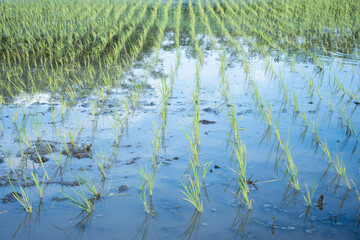 Concept Agriculture Photography for paddy seeds. Rice seeds thrive in the rice fields