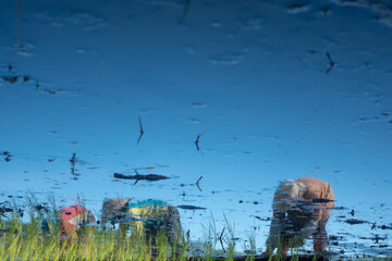 Reflections in puddles of water create a painting-like effect. The painting depicts a farmer working in a rice field against a backdrop of a blue sky