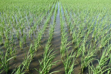 Rice seedlings grow vigorously and are meticulously arranged in straight lines in the rice fields