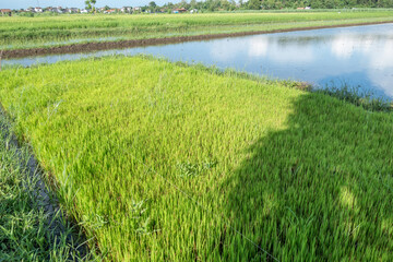 Fototapeta na wymiar Rice seedlings thrive before being transplanted to larger fields.