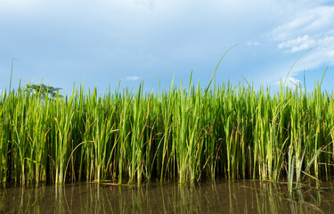 Superior rice seeds flourish in standing water before being planted in the rice fields.
