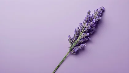 Foto op Aluminium Minimalistic purple background with lavender  © Gia