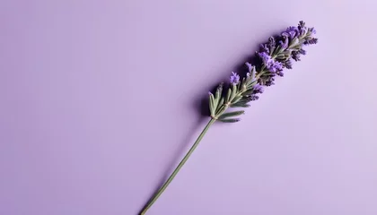 Foto auf Acrylglas Minimalistic purple background with lavender  © Gia