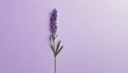 Fototapeten Minimalistic purple background with lavender  © Gia