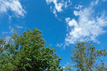 Low Angle View Of Trees Against Blue Sky and white cloud