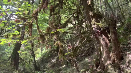 tree in the forest Old trees, grass, flowers, mountains, beautiful green leaves 