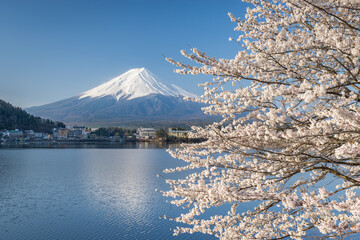 Mount Fuji and Lake Kawaguchi in spring with cherry blossom in full bloom, Yamanashi Prefecture, Japan