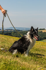 Collie breed dog on a meadow - 765761779