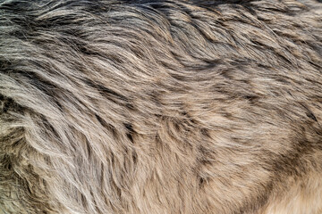 Caucasian Shepherd dog with thick hair.