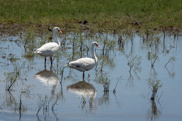 Aves de campo en su ambiente natural