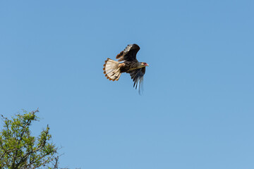Aves de campo en su ambiente natural