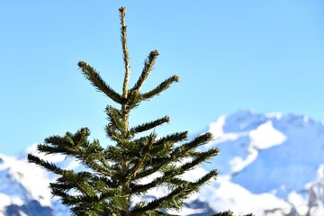 Pine tree by winter in front of a mountain 