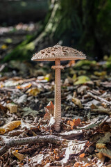 Macrolepiota procera (parasol mushroom) in a forest, Czech Republic