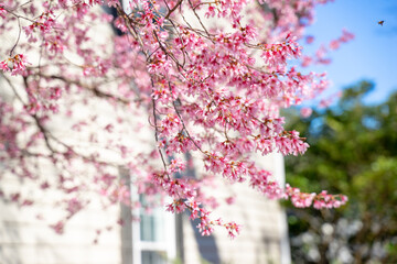 Background of Spring. Beautiful flowers bloom. Cherry blossom shows its beautiful pinky color. Roses, condilla daylily... also prepare to show their new circle of lives with new shoots or leaves.