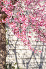 Background of Spring. Beautiful flowers bloom. Cherry blossom shows its beautiful pinky color. Roses, condilla daylily... also prepare to show their new circle of lives with new shoots or leaves.