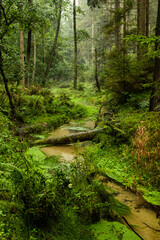 Jetrichovicka Bela stream in the Czech Switzerland National Park, Czech Republic - 765766511