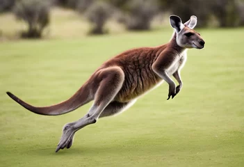 Muurstickers A view of a Kangaroo © Simon Edge