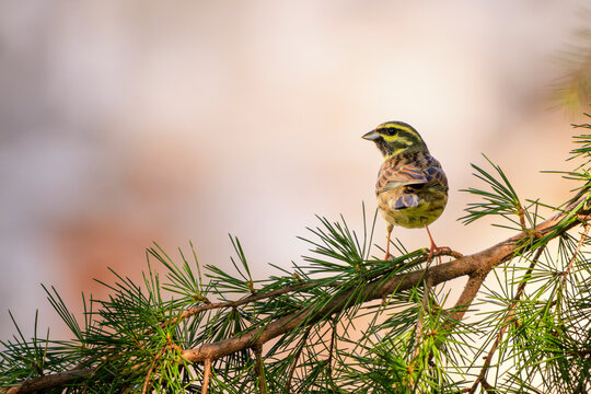 Adult male cirl bunting (Emberiza cirlus) perched on a branch of an evergreen tree. Copy space image.	