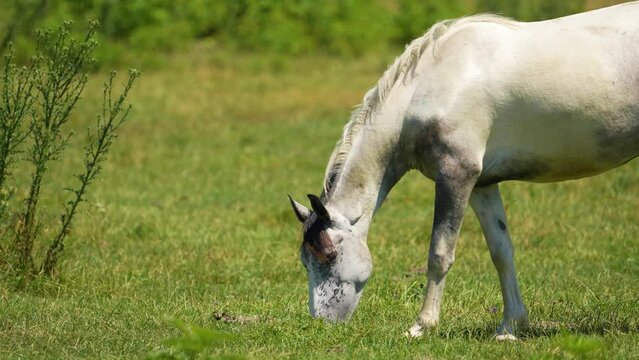 Horses feeding off grass at highland pasture. Domestic farm equine mammals grazing in green fields with daisy flowers. Mares drive away flies and mosquitoes with tails. Sight standing, chewing horses.