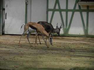 antelope in the zoo