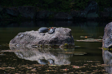 A softshell turtles resting on the rock.   Kyoto Japan 
