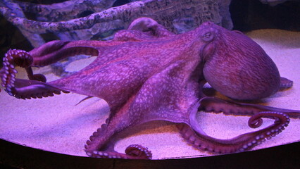 Giant octopus in an aquarium in rose light