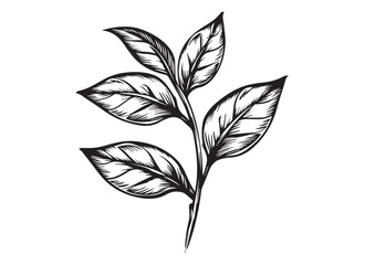 Tea leaves, hand drawn style