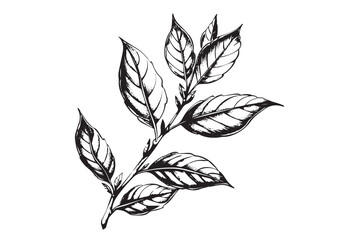 Tea leaves, hand drawn style