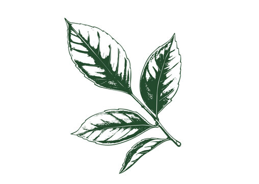 Tea leaves, hand drawn style
