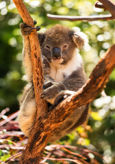 Koala on eucalyptus tree outdoor, Kangaroo Island, Australia.