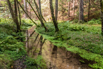 Jetrichovicka Bela stream in the Czech Switzerland National Park, Czech Republic - 765773975