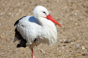 stork
