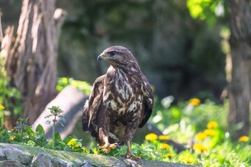 falcon