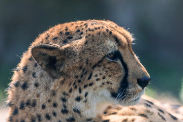 cheetah

