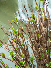Obraz premium spring small leaves on a bush. Fresh blooming foliage. Spring concept.