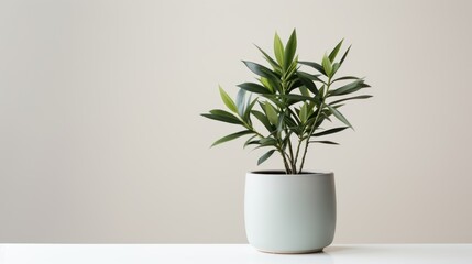 Nature's simplicity: a green houseplant in a decorative ceramic pot, creating an organic focal point on a light surface.