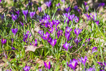 View of blooming spring flowers crocus growing in wildlife. Crocuses in the spring forest. Waking up nature. Primroses. Purple crocus growing in the forest clearing