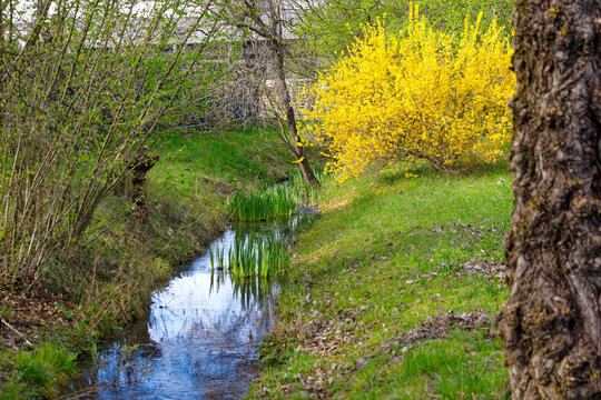 Beautiful idyllic landscape with river, plants and blooming forsythia bush at Swiss City of Zürich on a sunny spring day. Photo taken March 23rd, 2024, Zurich, Switzerland.