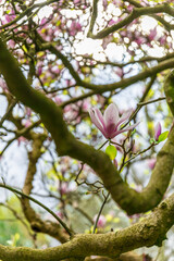 Spring flowers