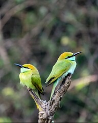 bee eater bird