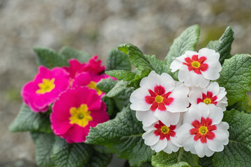 Fototapeta na wymiar White primrose with red center and pink primrose with yellow center. Copy space. Focus on the right blossom below.